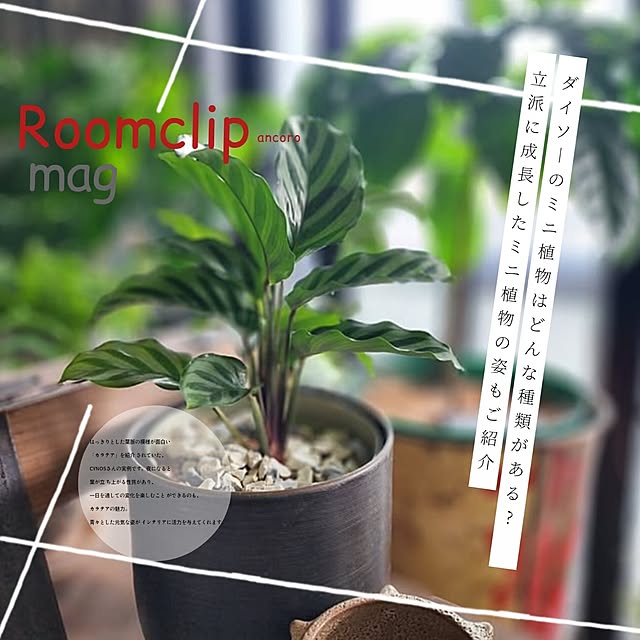 CYNOSさんのお部屋の写真