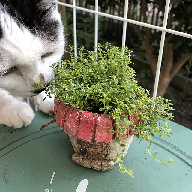 miiko3さんの実例写真