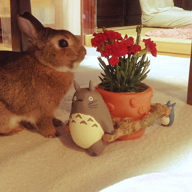 yuzu0223さんの実例写真