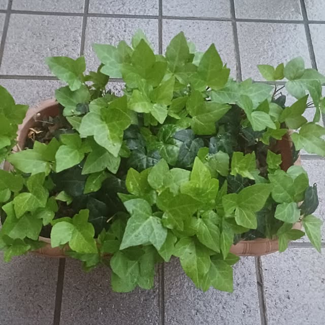tuushiさんの実例写真
