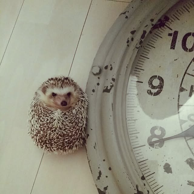 kuruさんの実例写真