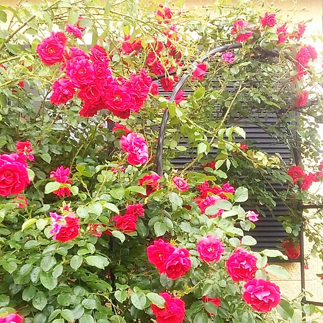 Tomopさんの実例写真