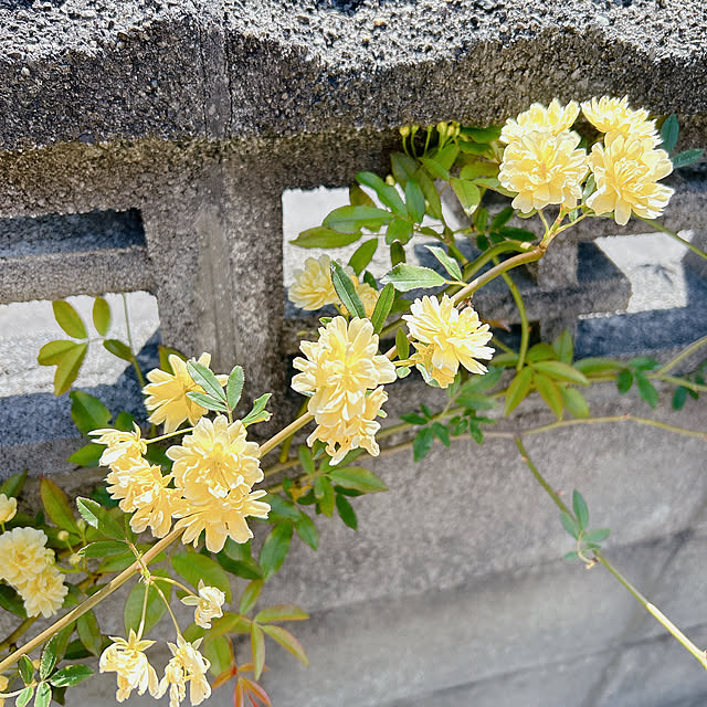 hama1219さんの実例写真