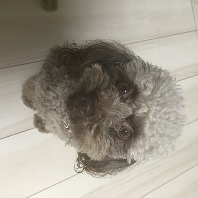 ayaroicoさんの実例写真