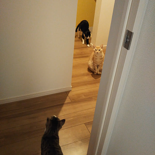 shiiiさんの実例写真