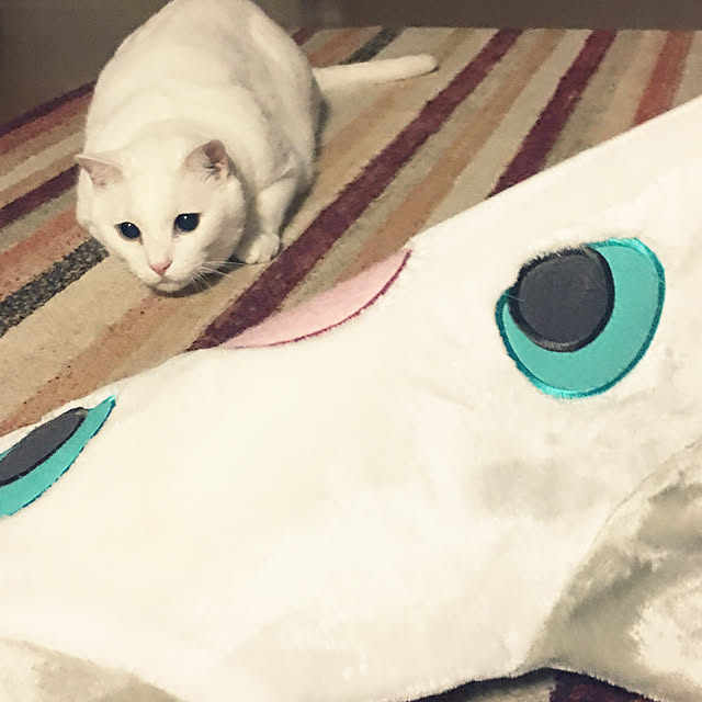 tekokaasanさんの実例写真