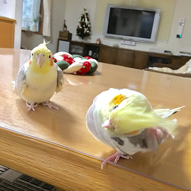 puriyuzuさんの実例写真