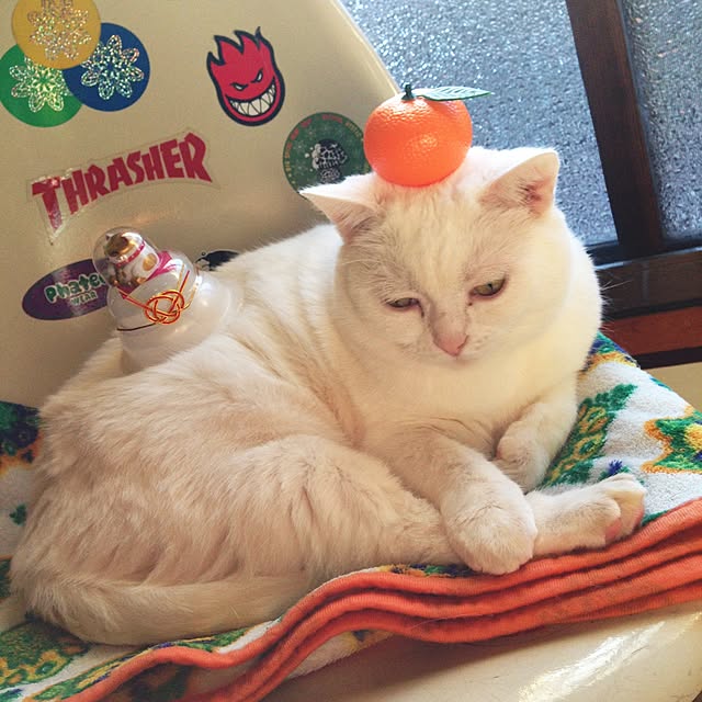 matatabi88さんの実例写真
