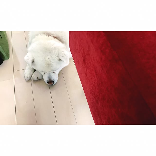 kotaroさんの実例写真
