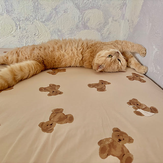 naokoさんの実例写真
