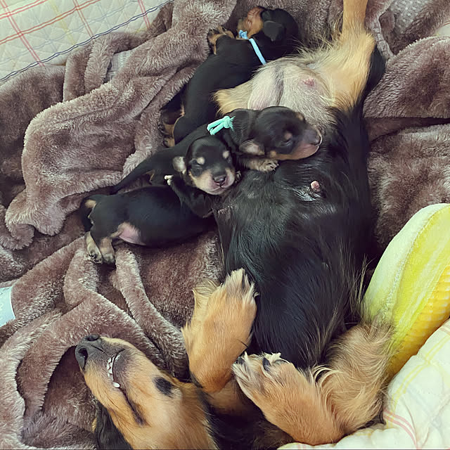 uninekoさんの実例写真
