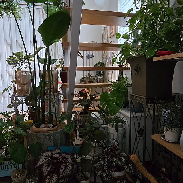 nonbiri_house_さんの部屋