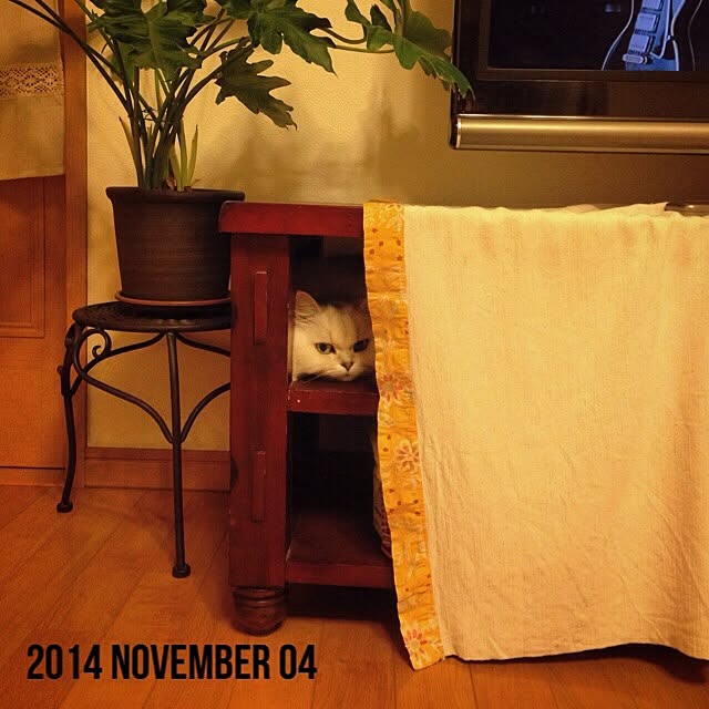 sakuさんの実例写真