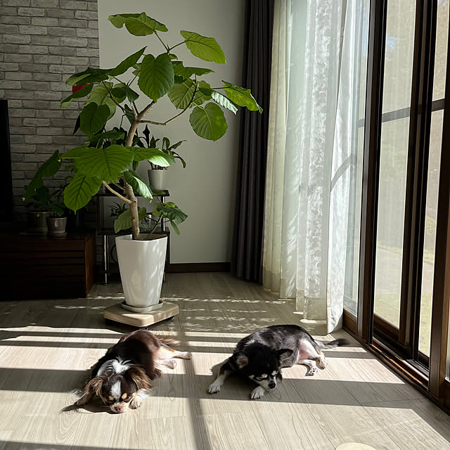 Hannahさんの実例写真