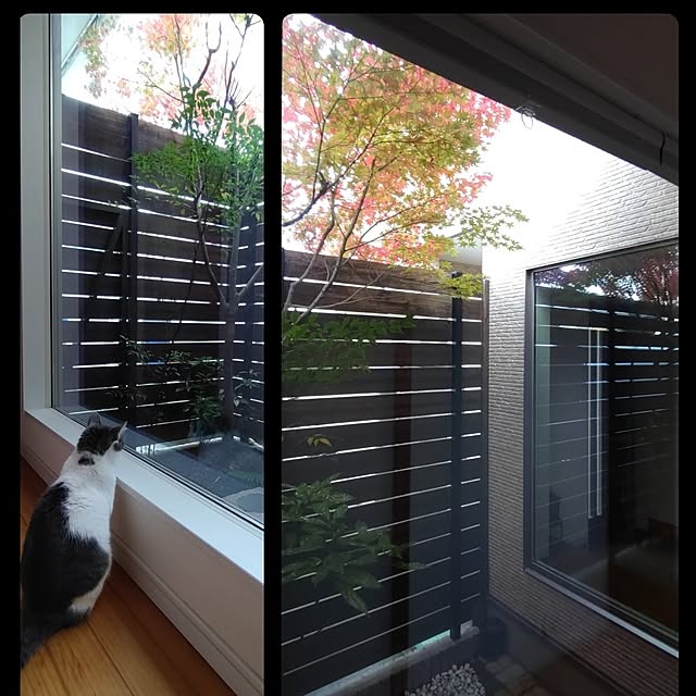 38catさんの実例写真