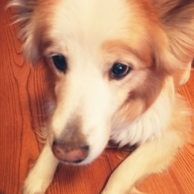 yuko.yukoさんの実例写真