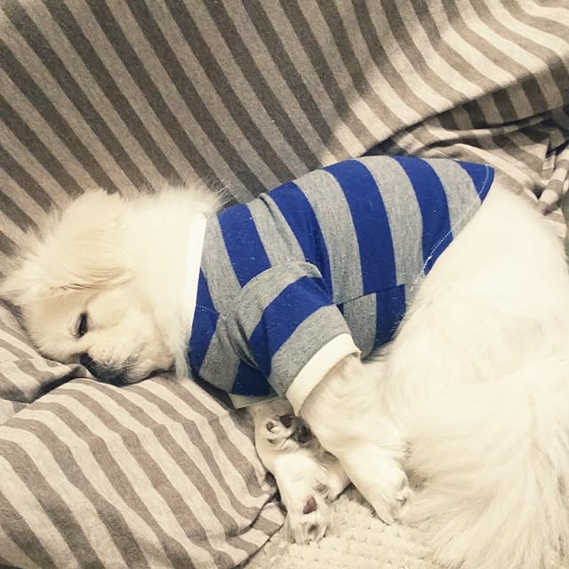 yukagomaさんの実例写真