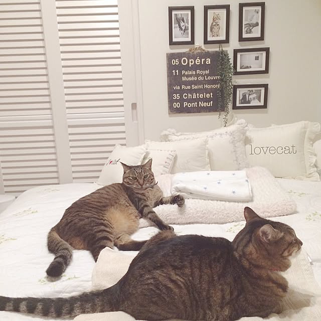 lovecatさんの実例写真