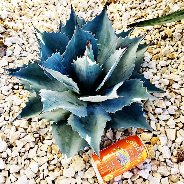 rimoleoさんの実例写真