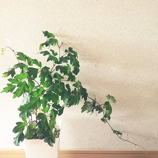 kimkimさんの実例写真