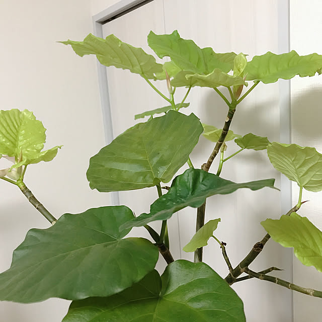 hanakoさんの実例写真