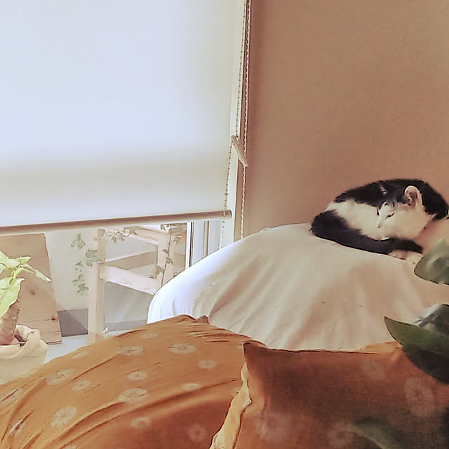 catloveさんの実例写真