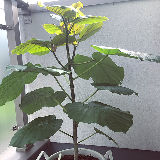 ryomadenさんの実例写真