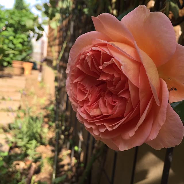 Nahoさんの実例写真