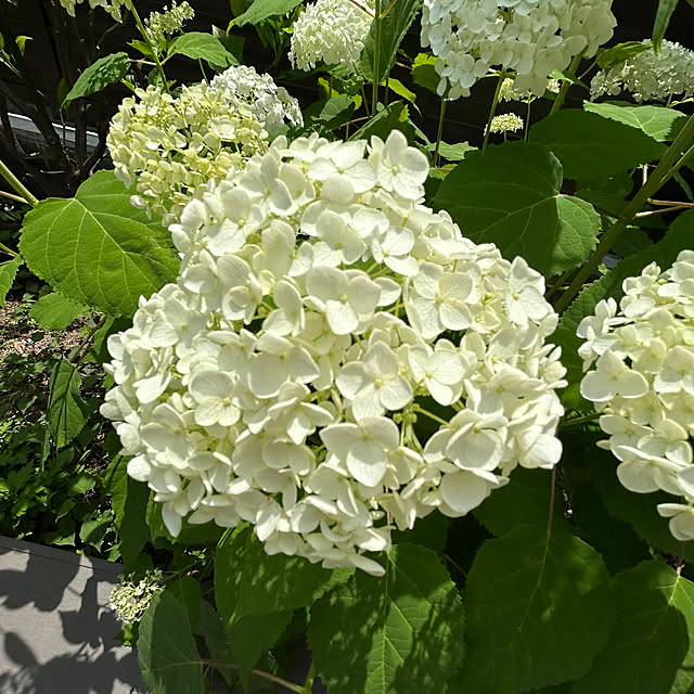 庭/green/癒し/紫陽花/アナベル...などのインテリア実例 - 2023-06-05 14:06:35