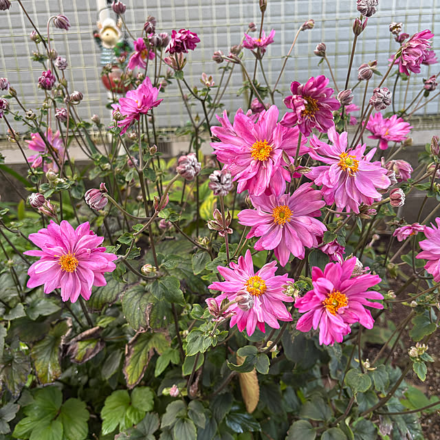 chIoeさんの部屋