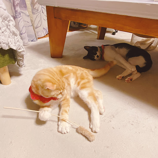 moolさんの実例写真