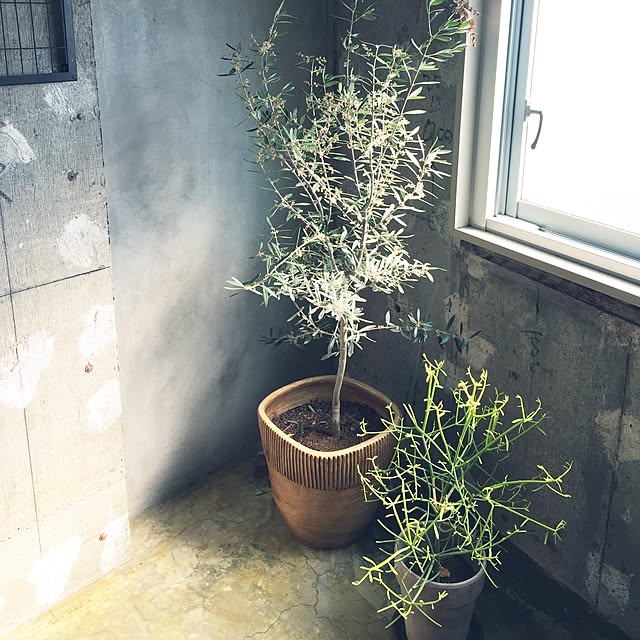 sakanakunさんの実例写真