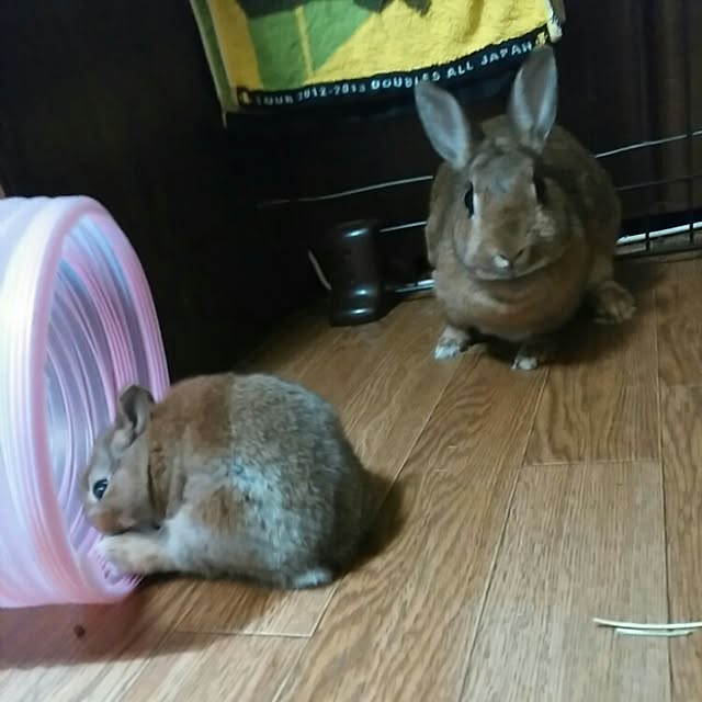 ChocolateNandasさんの実例写真