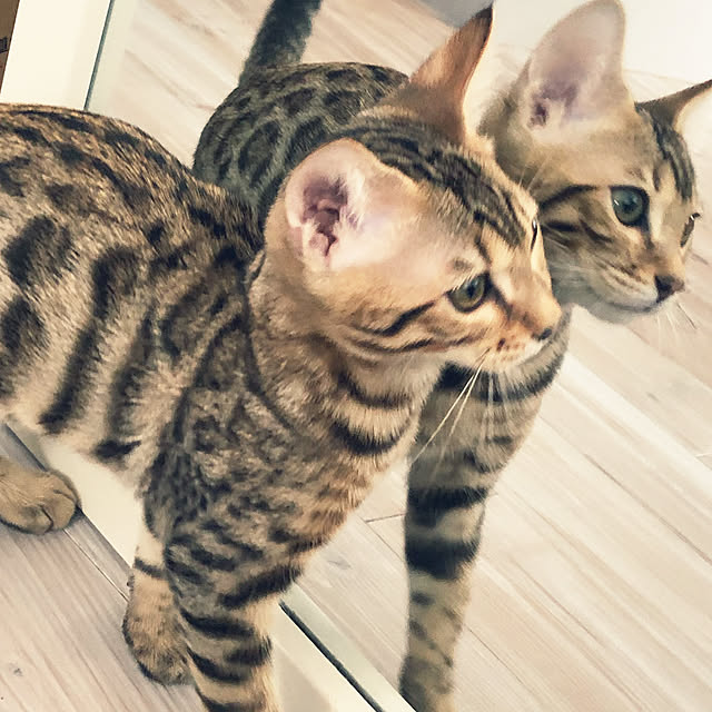 junchanさんの実例写真