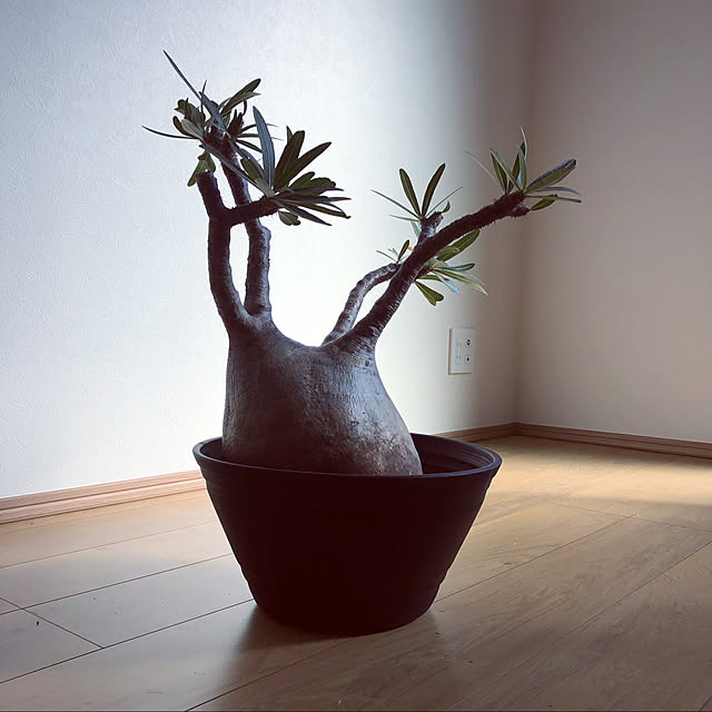 daigomsさんの実例写真
