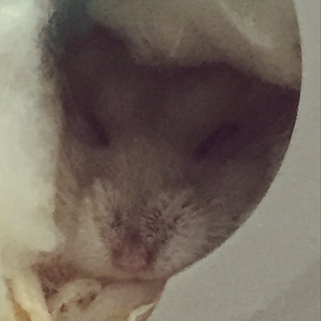 seriaさんの実例写真