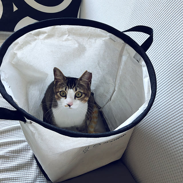 nekomiさんの実例写真