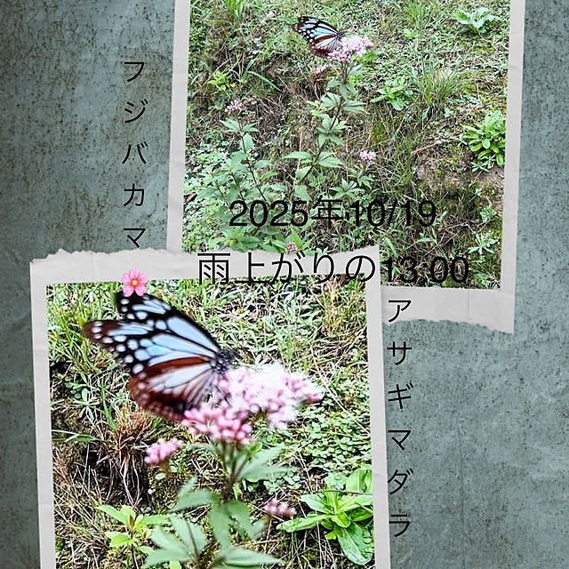 akaidarumaさんの部屋