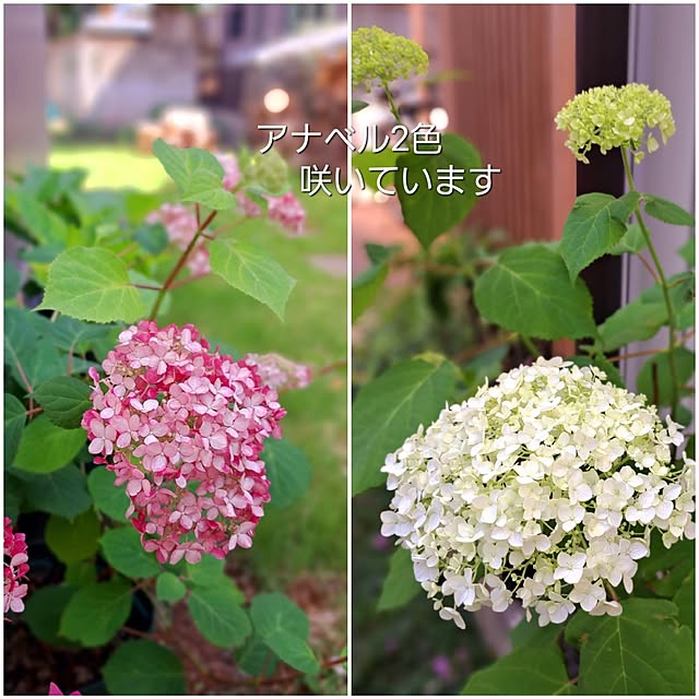 kazuraさんの部屋