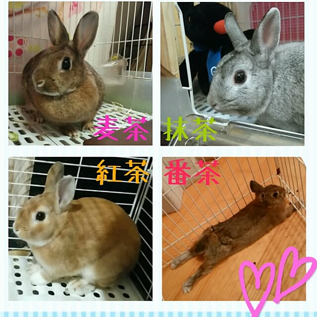 ChocolateNandasさんの実例写真