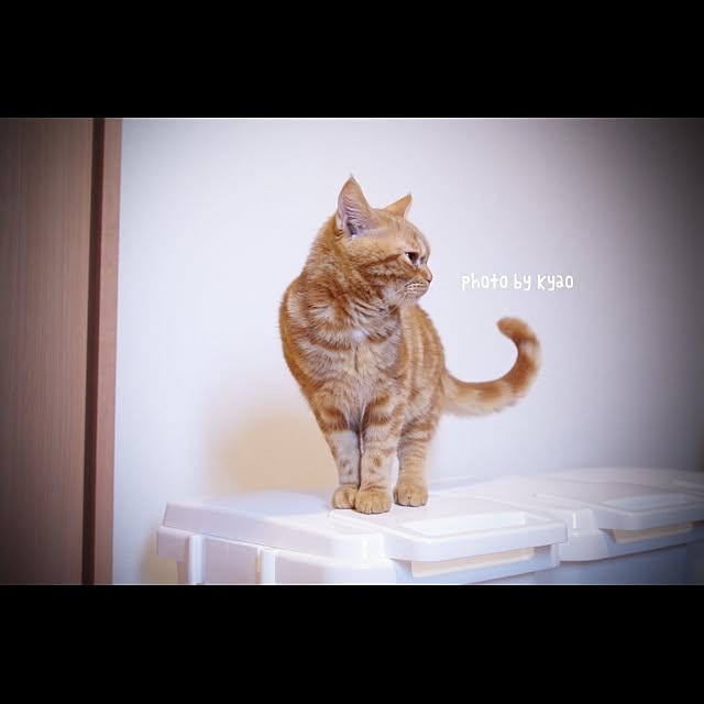 kyaoさんの実例写真