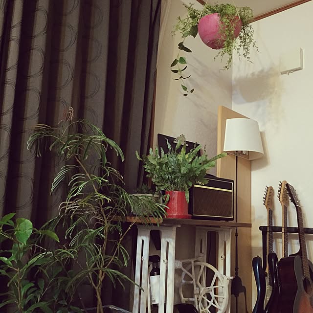 壁/天井/観葉植物/照明/ガーデニングのインテリア実例 - 2016-04-30 23:56:16