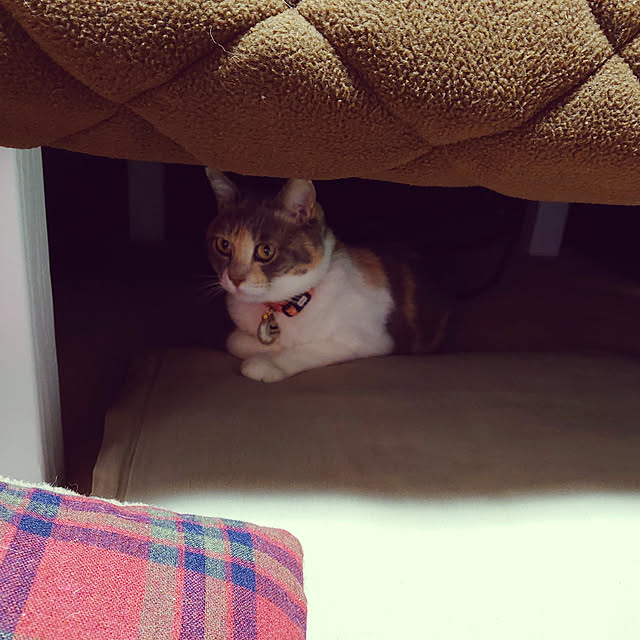 fukuさんの実例写真