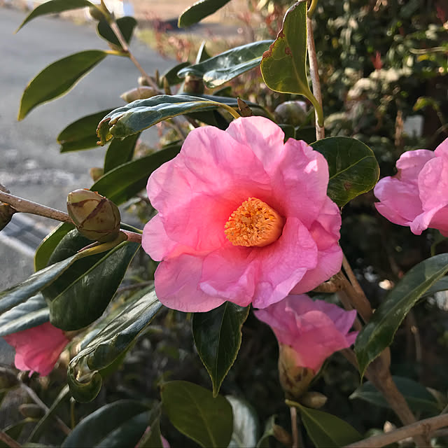 msfさんの実例写真