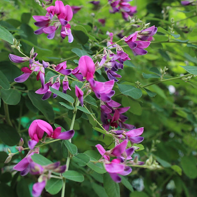 萩の花/たくさんのいいねフォローに感謝です/見ていただきありがとうございます/無言フォローでごめんなさい(^_-)/お返事が遅くてすみません...などのインテリア実例 - 2021-11-02 14:53:14