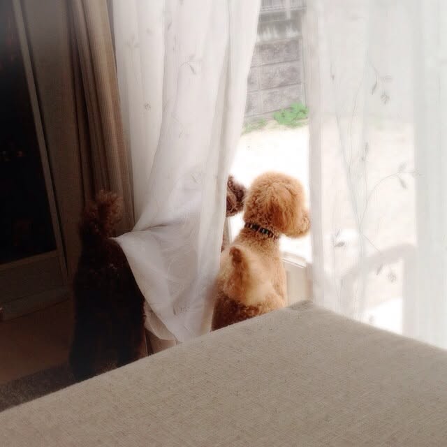 moppuさんの実例写真