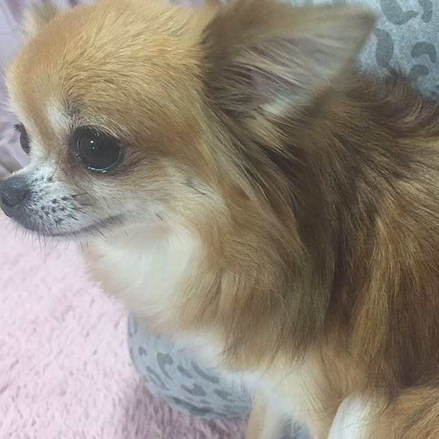MAMIさんの実例写真