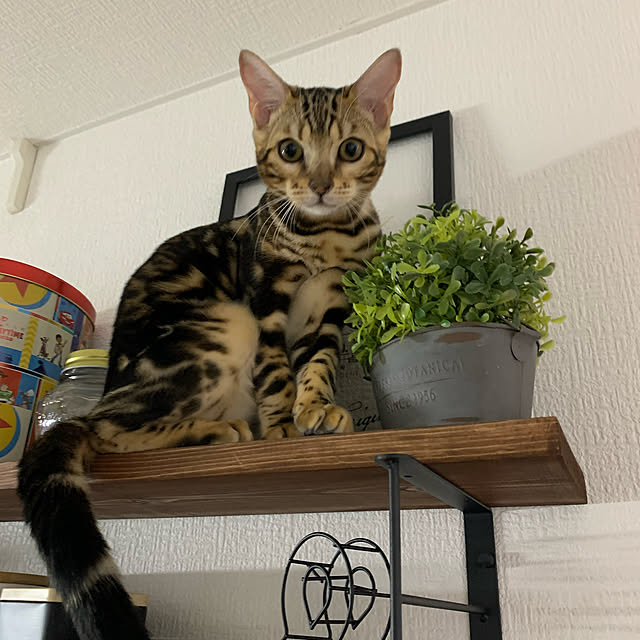 miさんの実例写真