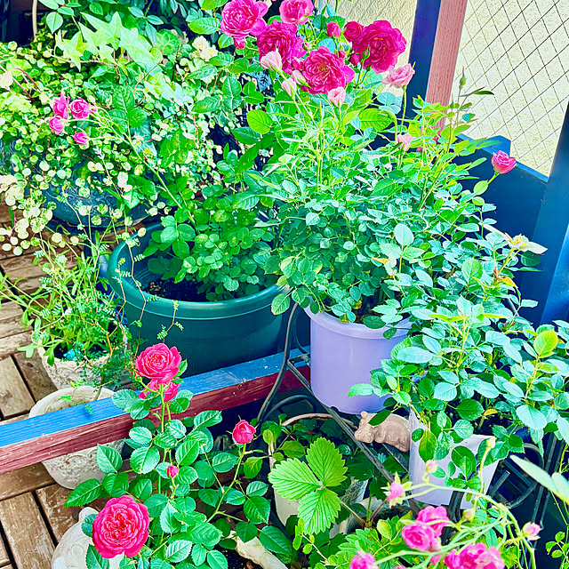naokoさんの部屋