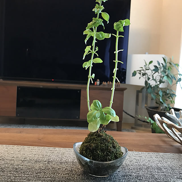 観葉植物/リビングのインテリア実例 - 2021-06-04 09:00:11
